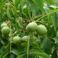 供應(yīng)核桃苗、核桃苗批發(fā)、核桃苗管理