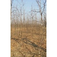 最新棗樹苗價格棗樹苗批發(fā)