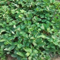 大量草莓苗批發(fā)，供應(yīng)紅顏草莓苗價格，大棚草莓苗木