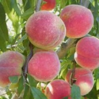 外表美，心里甜的迎霜紅桃苗，突圍桃苗，春雪桃苗，夏之夢桃苗黃