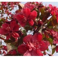 北美海棠苗-白蘭地海棠苗-白蘭地海棠苗價(jià)格。