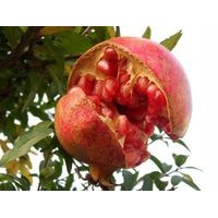 軟仔石榴苗，泰山紅石榴苗，蒙陽(yáng)紅石榴苗，牡丹石榴苗