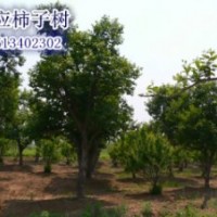 保定市滿城縣柿子溝大量柿子樹出售