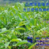 供應(yīng)優(yōu)質(zhì)中林核桃苗