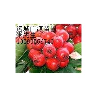 山西山楂基地 出售山楂果 山楂苗 大金星 大五棱山楂苗