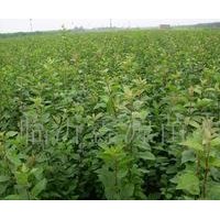 東北果樹(shù)苗