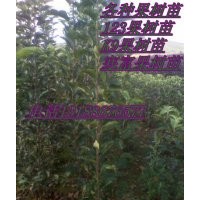 山丁子苗//果樹苗