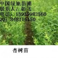供應(yīng)杏樹苗+杏樹苗+杏樹苗+杏樹苗+杏樹苗價(jià)格