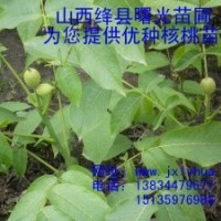 為您提供的山西核桃苗----中林核桃苗