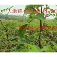 供應(yīng)大紅袍花椒苗