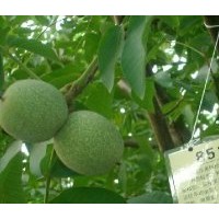 8518核桃苗，山西核桃苗，中農(nóng)短枝核桃苗，核桃苗價格