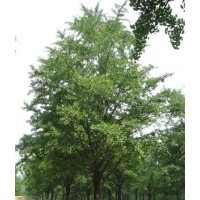 1-80公分銀杏實生苗