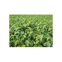 供應(yīng)核桃苗嫁接核桃苗