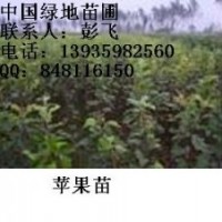 供應(yīng)蘋果苗 蘋果苗 紅富士蘋果苗 紅富士蘋果苗價(jià)格