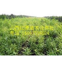 供應(yīng)核桃苗 白蠟苗 合歡苗 五角楓 國(guó)槐苗