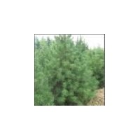 供應白皮松華山松油松