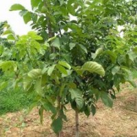 棗樹(shù)苗、河北棗苗