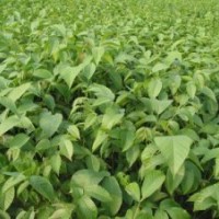 供應(yīng)占地核桃苗，核桃苗價(jià)格，山西占地核桃苗價(jià)格