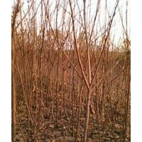 果樹(shù)苗木山楂苗,柿子苗,木梨苗