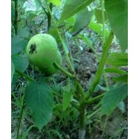 嫁接核桃苗，蘋果苗，桃樹苗，山楂苗