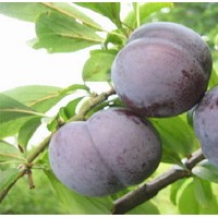 優(yōu)質女神李子苗