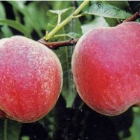 占地用果樹|【櫻桃樹、核桃樹、桃樹、板栗樹、梨樹】——果樹基