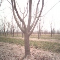 供應(yīng)柿子樹價格 5公分柿子樹 8公分-15公分柿子樹 占地柿子樹