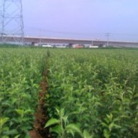 桃樹、梨樹、板栗、柿子、松樹等