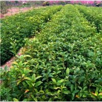 大量出售果樹苗：板栗苗,桃、李樹,桔、柚苗