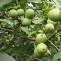 優(yōu)質(zhì)核桃苗