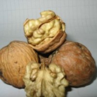 高級(jí)優(yōu)質(zhì)核桃苗