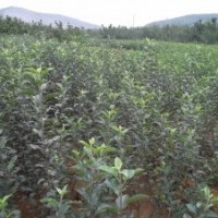 出售純正苗木！蘋果苗 櫻桃苗等