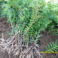 出售優(yōu)質(zhì)枸杞苗、東北紅豆杉、葡萄苗、果樹(shù)苗