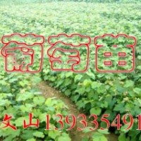巨峰葡萄苗，錦豐梨苗價格，黃金梨樹苗，黃冠梨苗