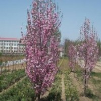龍柱碧桃樹苗|龍柱碧桃價格|