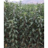 【供】品種核桃苗 薄皮核桃苗 香玲核桃苗 遼核核桃苗