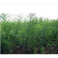 運城苗木：供應側(cè)柏 白皮松 杏樹 核桃苗 油松