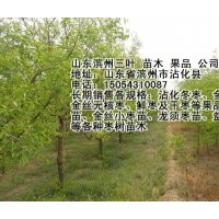 專售 冬棗樹苗 棗樹苗 白蠟苗 國槐苗