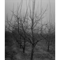 30萬(wàn)桃樹(shù)苗，桃樹(shù)，梨樹(shù)，蘋果苗，核桃苗