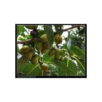 核桃實(shí)生苗30—60公分的