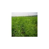 供應桃樹苗 供應桃樹苗