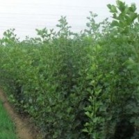 供應山楂苗、供應山楂苗
