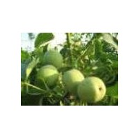 出售優(yōu)良核桃苗 運(yùn)城批發(fā)果木苗 低價(jià)綠化苗