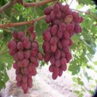 供應(yīng)葡萄苗，紅提葡萄苗，巨峰葡萄苗