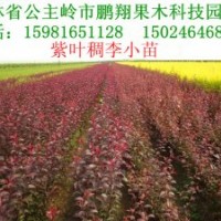 果樹小苗/彩葉樹小苗/綠化小苗 蘋果 李子 梨