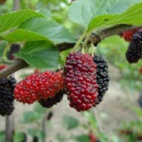 果桑苗 桃苗新品種 黃金梨苗 薄殼核桃苗