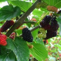 果桑苗 晚熟桃樹 大金星山楂苗 甜柿苗 安哥諾李子苗