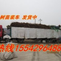 123果樹苗，K9果樹苗，寒富果樹苗