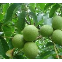 供應(yīng)核桃苗，山西核桃苗，嫁接核桃苗，薄殼核桃苗,核桃苗