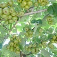 紅心獼猴桃苗,嫁接核桃苗,綠化苗